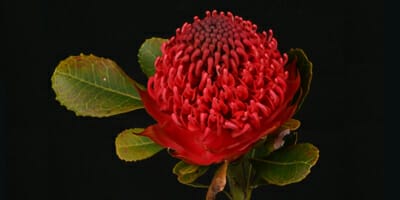 New Waratah bonds target SMSF investors