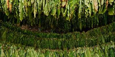 No negative impact from tobacco divestment