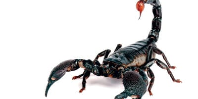 The sting in Stronger Super