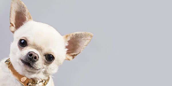 Executives of vertically integrated and conflicted advice businesses in corporate watchdog’s sights