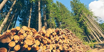 UniSuper turns timberland around, increases allocation