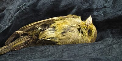 How geopolitical risk is impacting institutional investors