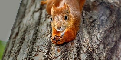 REST using Acorns app to encourage voluntary savings