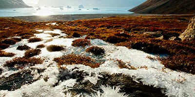 Snowflakes among the permafrost
