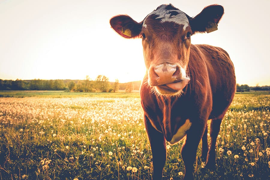 Beef up your exposure to agriculture