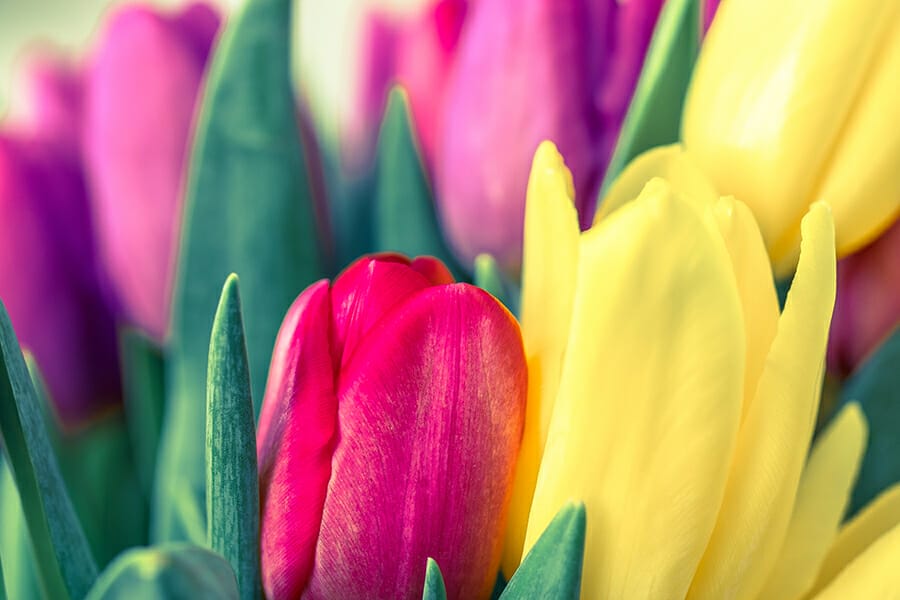 One-time bitcoin sceptic now calls ‘tulip mania’ gibes hasty