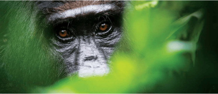 Adventures on the planet of the apes: Navigating the low-rate environment