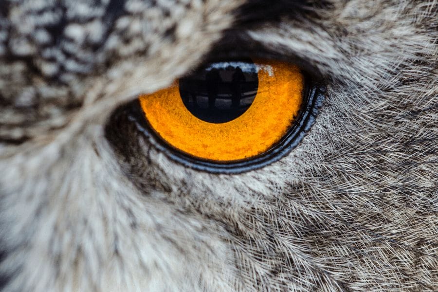 The power of the eyes in finding fraudulent actors