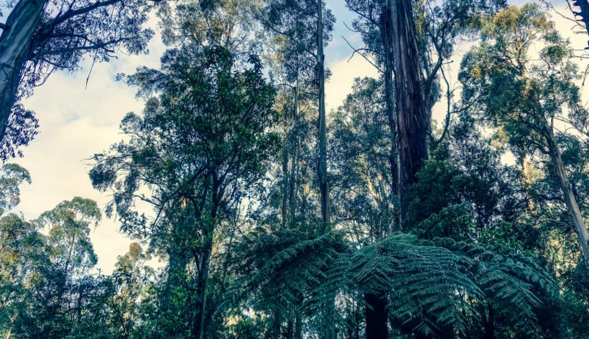 Financial services sector has key role in mitigating biodiversity loss