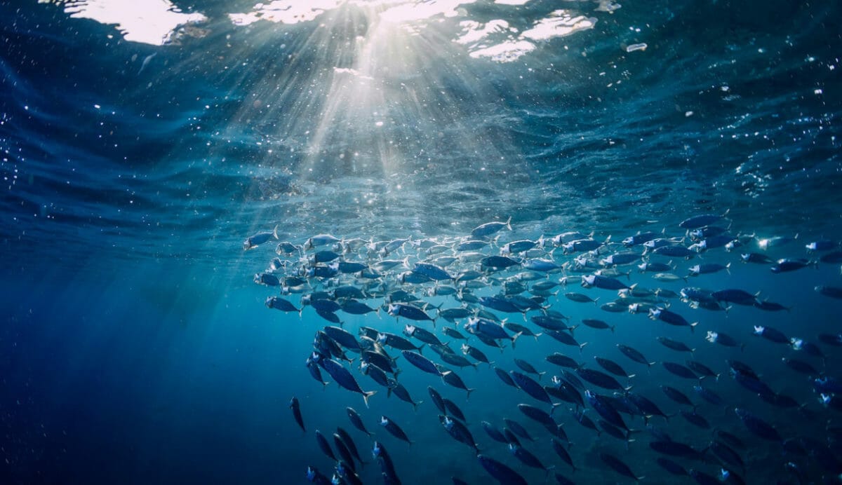 The US$2.5 trillion blue economy investment opportunity