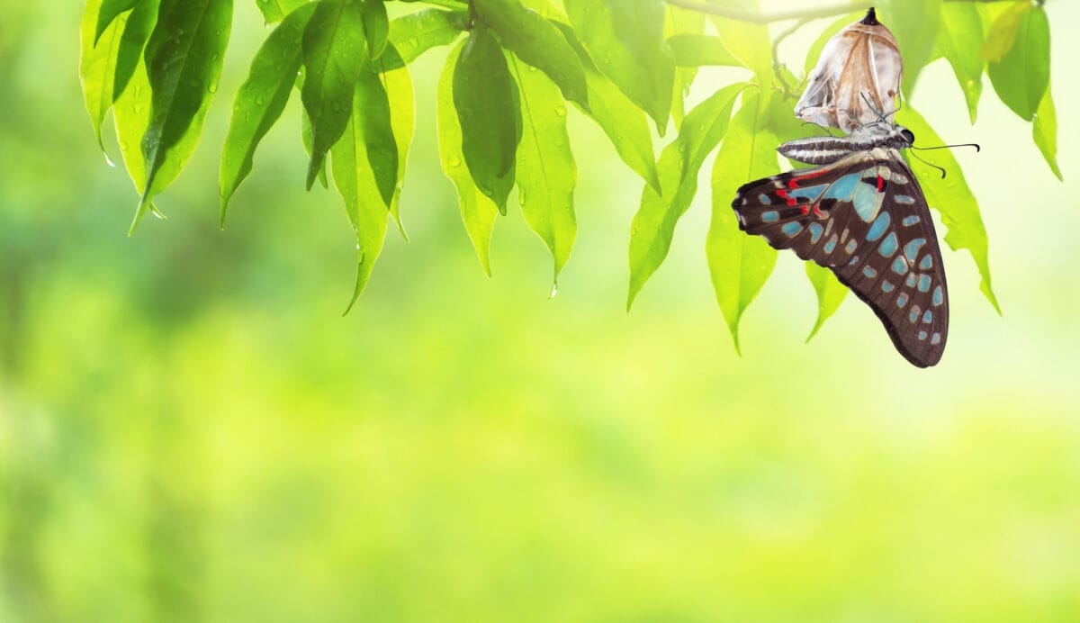 Funds keen but stay cautious on emerging markets