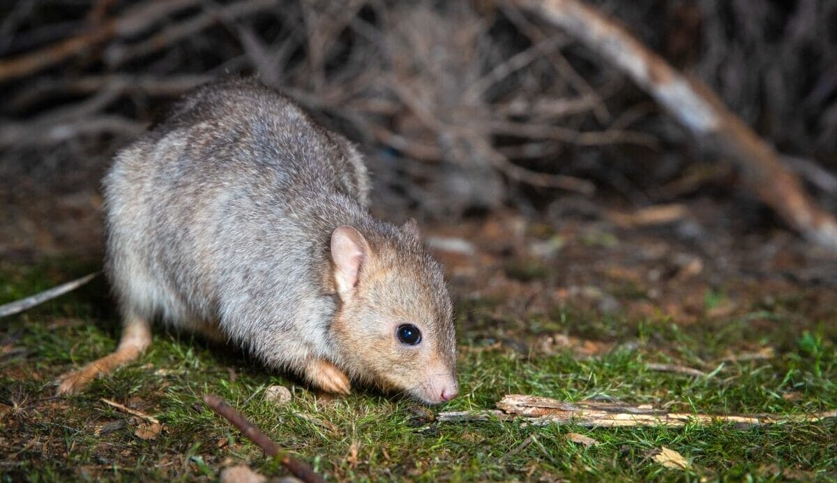 Wildlife endowment aims to grow twentyfold in the next decade